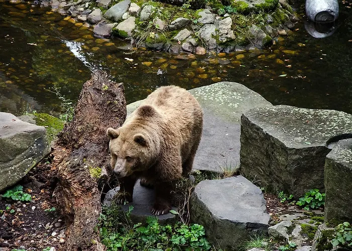 Cortes Affittacamere